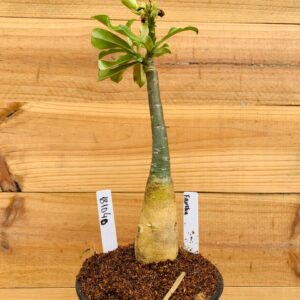 1810 40 Rosa do Deserto Fanhua