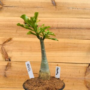 1810 44 Rosa do Deserto Fanhua