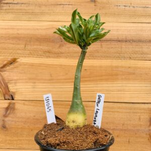 1810 45 Rosa do Deserto Golden Lavanda