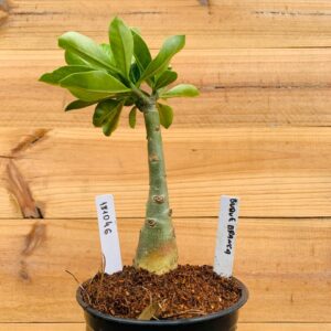 1810 46 Rosa do Deserto Buque Branca