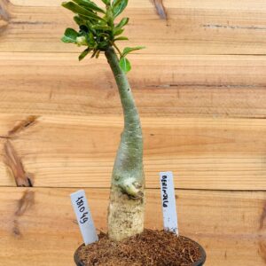 1810 49 Rosa do Deserto Berinjela