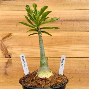 1810 50 Rosa do Deserto Girassol