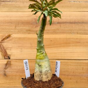 1810 73 Rosa do Deserto Mustang