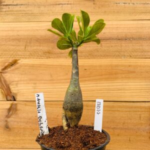 1810 77 Rosa do Deserto Medusa A. Dobrada