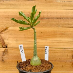 1810 79 Rosa do Deserto Rihanna