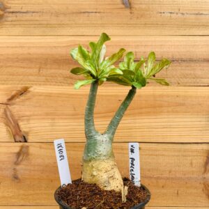 1810 81 Rosa do Deserto Variegata Porcelana