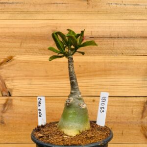 1810 83 Rosa do Deserto Coca Cola