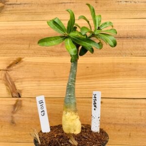 1810 89 Rosa do Deserto Saturno