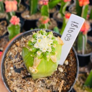 1810 09 Cacto Echinocactus grusonii inermis ( PRIME )