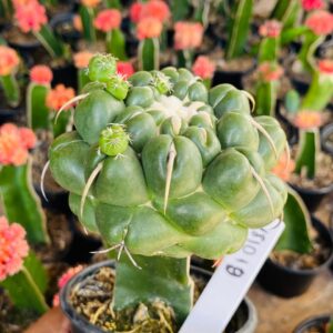 1810 19 Cacto Coryphantha Elephantidens enxertado pote 11 ( VIP )