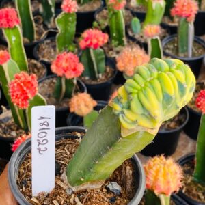 1810 22 Cacto Mertilocacto geometrazans Cristata variegata enxertado pote 11  ( VIP )