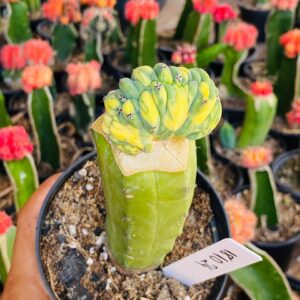 1810 24 Cacto Mertilocacto geometrazans Cristata variegata enxertado pote 11 ( VIP )