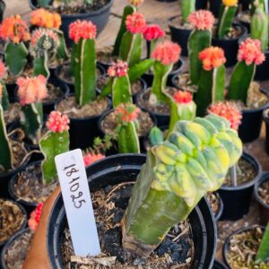 1810 25 Cacto Mertilocacto geometrazans Cristata variegata enxertado pote 11 ( VIP )