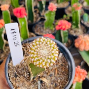 1810 26 Cacto Sulcorebutia eranacea ( PRIME )