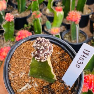 1810 30 Cacto Ásteria Black ( PRIME )