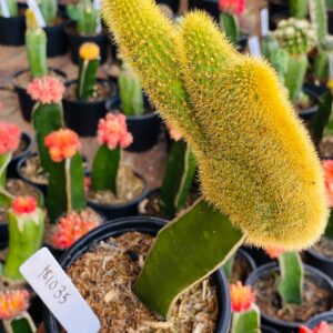 1810 35 Cacto Rabo de gato cristata ( PRIME )