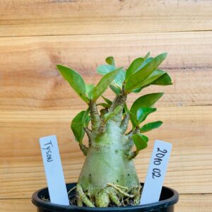 2010 02 Arabicum Tyson - F2 12 meses