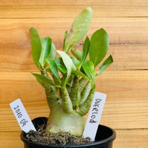 2010 04 Arabicum Overload - F2 12 meses