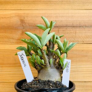 2010 10 Arabicum Jurassic - F2 12 meses