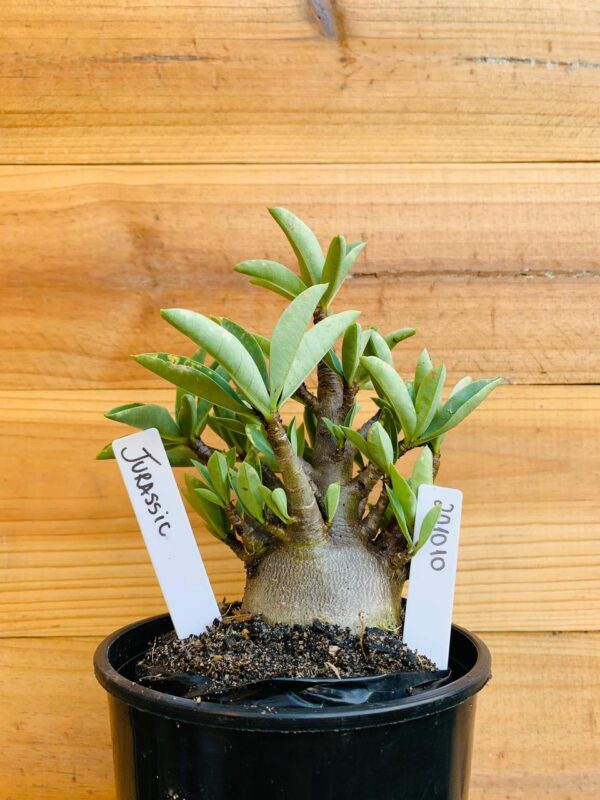 2010 10 Arabicum Jurassic - F2 12 meses