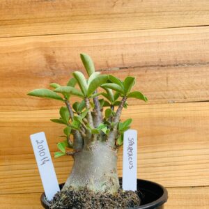 2010 14 Arabicum Spartacus - F2 12 meses