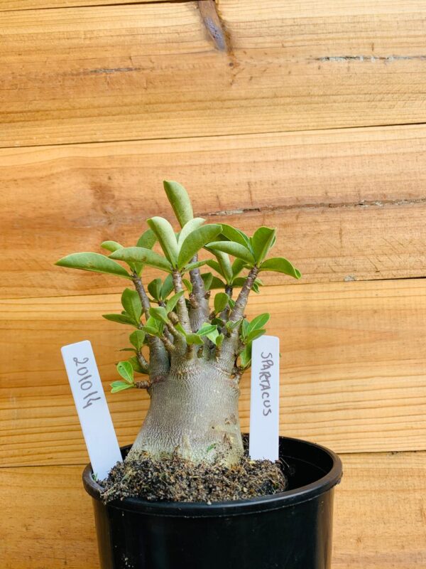 2010 14 Arabicum Spartacus - F2 12 meses
