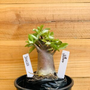 2010 20 Arabicum Atlas - F2 12 meses
