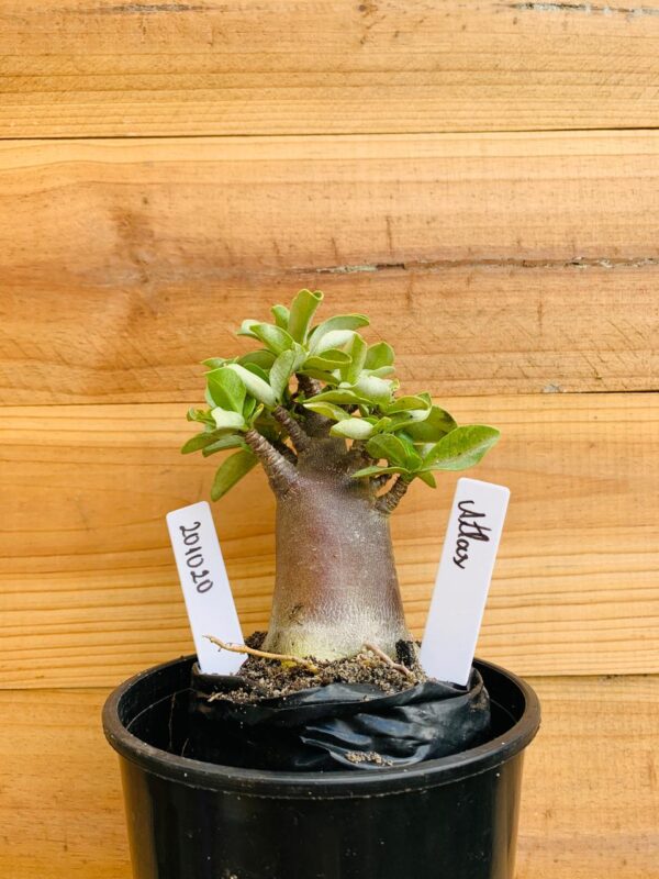 2010 20 Arabicum Atlas - F2 12 meses