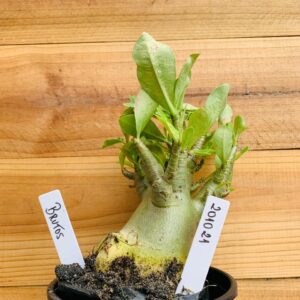 2010 21 Arabicum Brutos - F2 12 meses