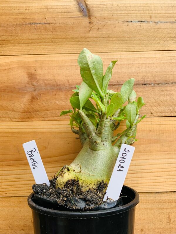 2010 21 Arabicum Brutos - F2 12 meses
