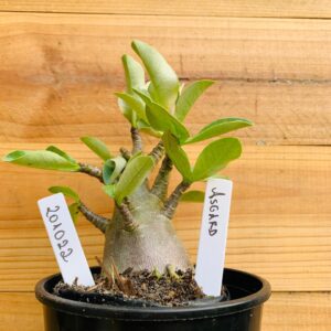 2010 22 Arabicum Asgard - F2 12 meses