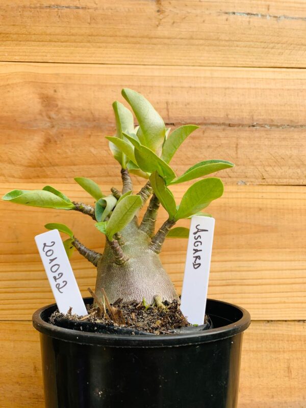 2010 22 Arabicum Asgard - F2 12 meses