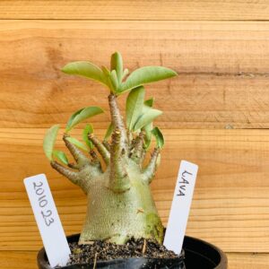 2010 23 Arabicum Lava - F2 12 meses