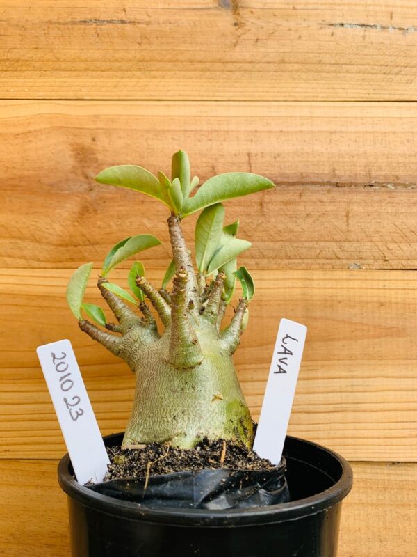 2010 23 Arabicum Lava - F2 12 meses