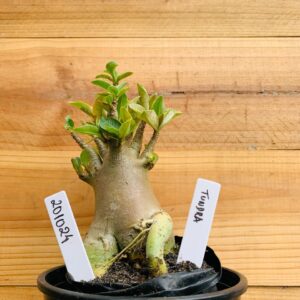 2010 24 Arabicum Tundra - F2 12 meses