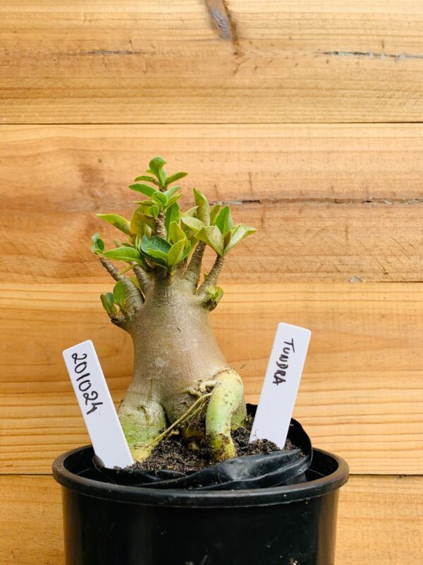 2010 24 Arabicum Tundra - F2 12 meses