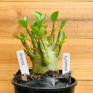 2010 25 Arabicum Colossus - F2 12 meses