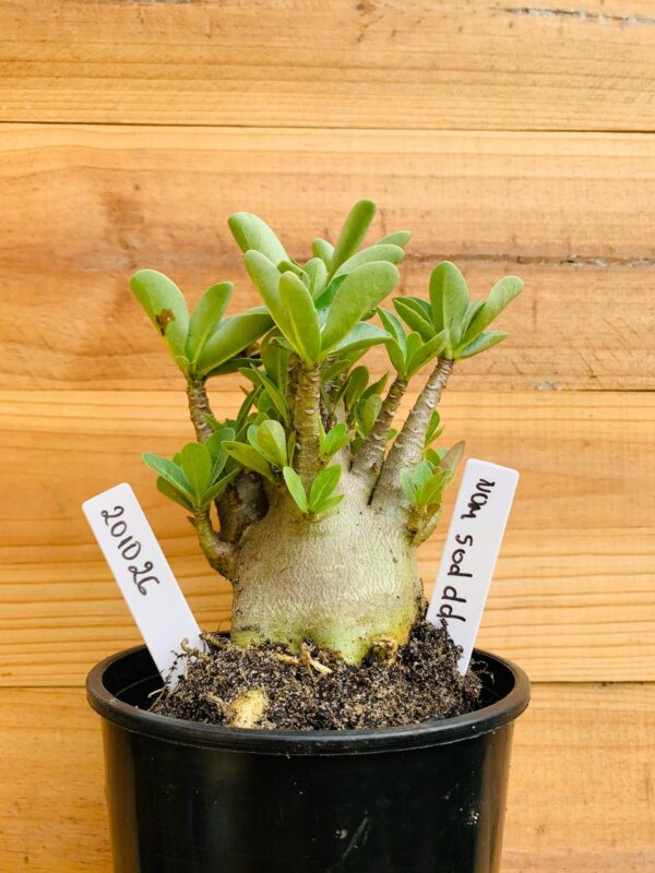 2010 26 Arabicum Nom Sod DD - F2 12 meses