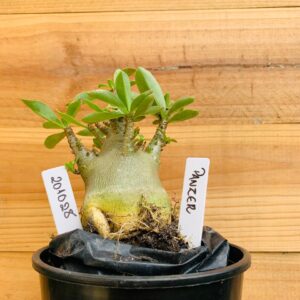 2010 28 Arabicum Panzer - F2 12 meses
