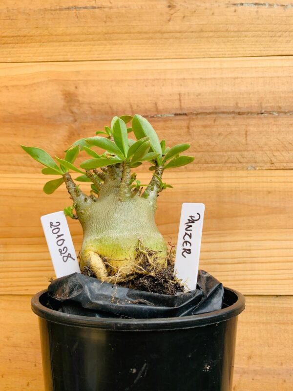 2010 28 Arabicum Panzer - F2 12 meses