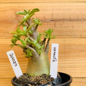 2010 29 Arabicum Mammoth - F2 12 meses
