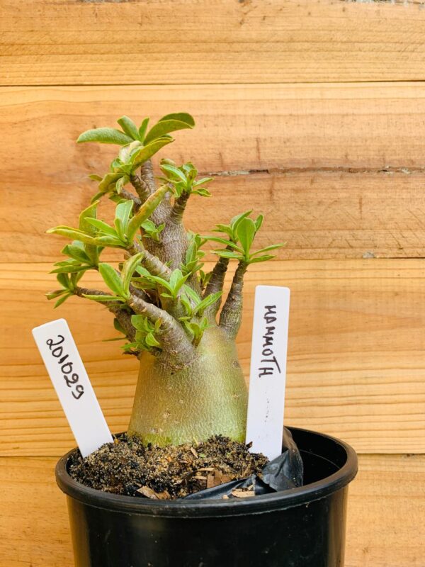 2010 29 Arabicum Mammoth - F2 12 meses