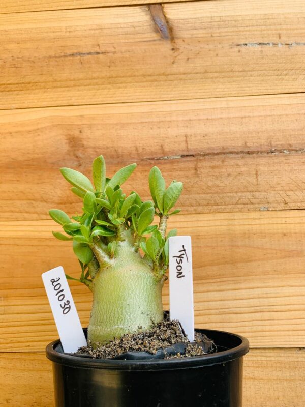 2010 30 Arabicum Tyson - F2 12 meses