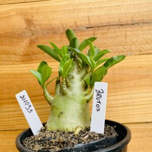 2010 33 Arabicum Brutos - F2 12 meses