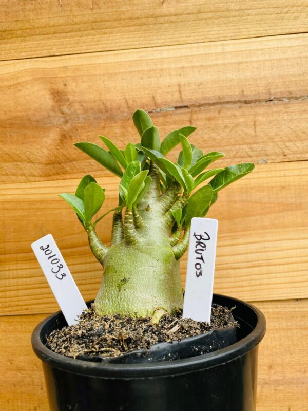 2010 33 Arabicum Brutos - F2 12 meses