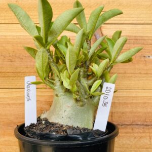 2010 35 Arabicum Maximus - F2 12 meses