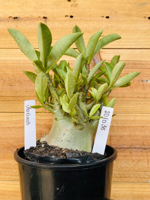 2010 35 Arabicum Maximus - F2 12 meses