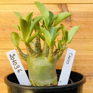 2010 36 Arabicum Tanos - F2 12 meses