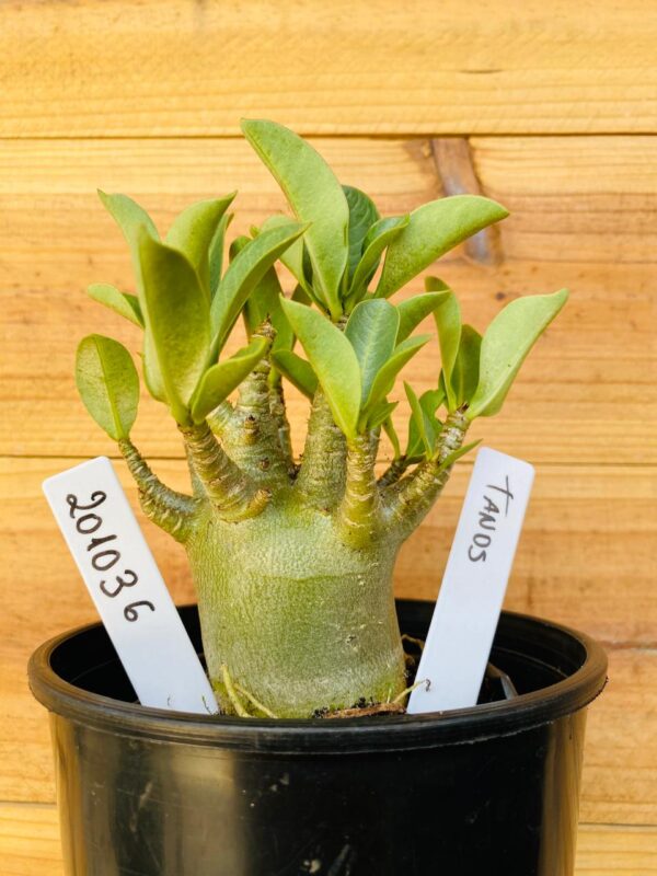 2010 36 Arabicum Tanos - F2 12 meses