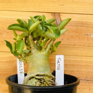 2010 37 Arabicum Turtle - F2 12 meses